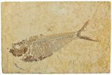 Fossil Fish (Diplomystus) - Green River Formation #233092-1